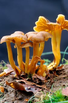 Le guide des champignons – Terre & Nature
