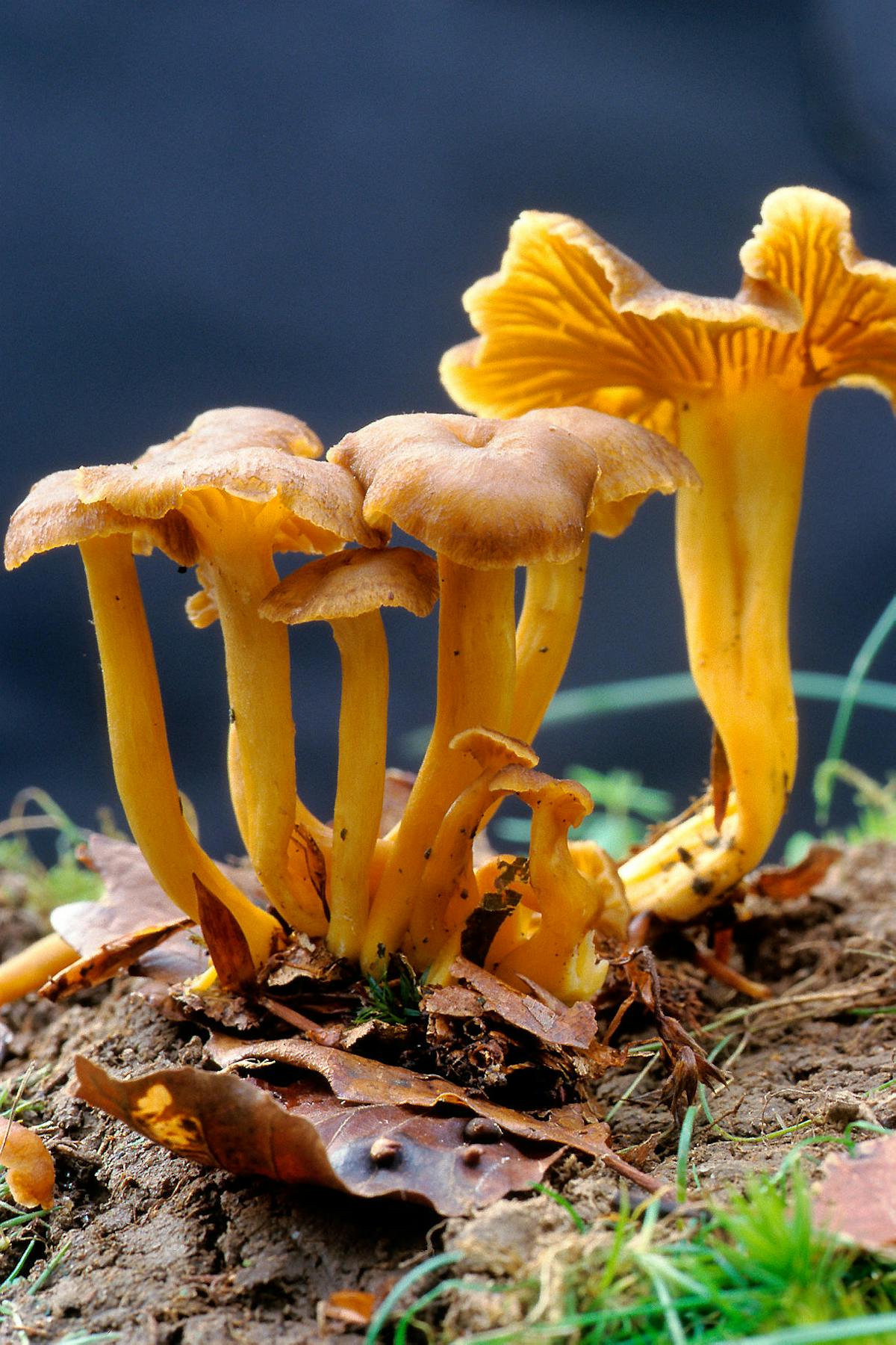 La Chanterelle La Chanterelle