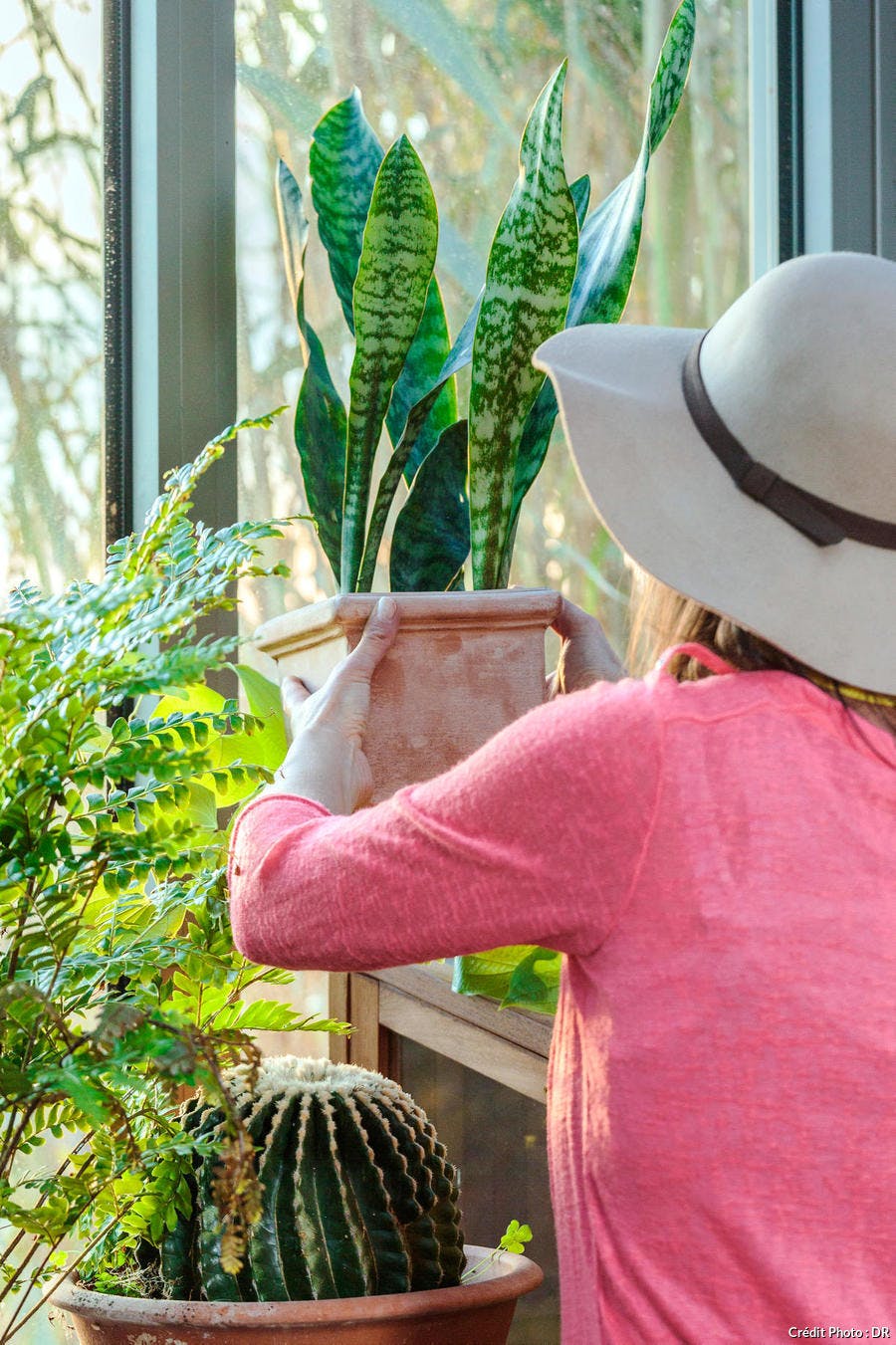 Plantes d'intérieur : plante verte intérieur