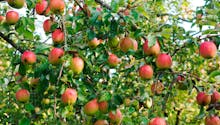 Cueillette des pommes : saison, ramassage, conservation