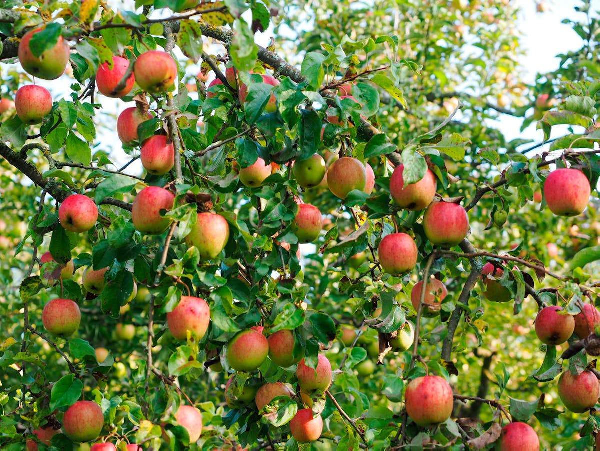 Récolte des pommes : saison, cueillette et conservation