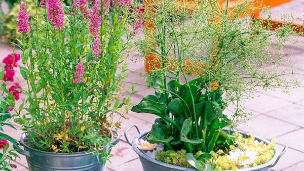3 jardinières pour la terrasse avec des plantes aquatiques