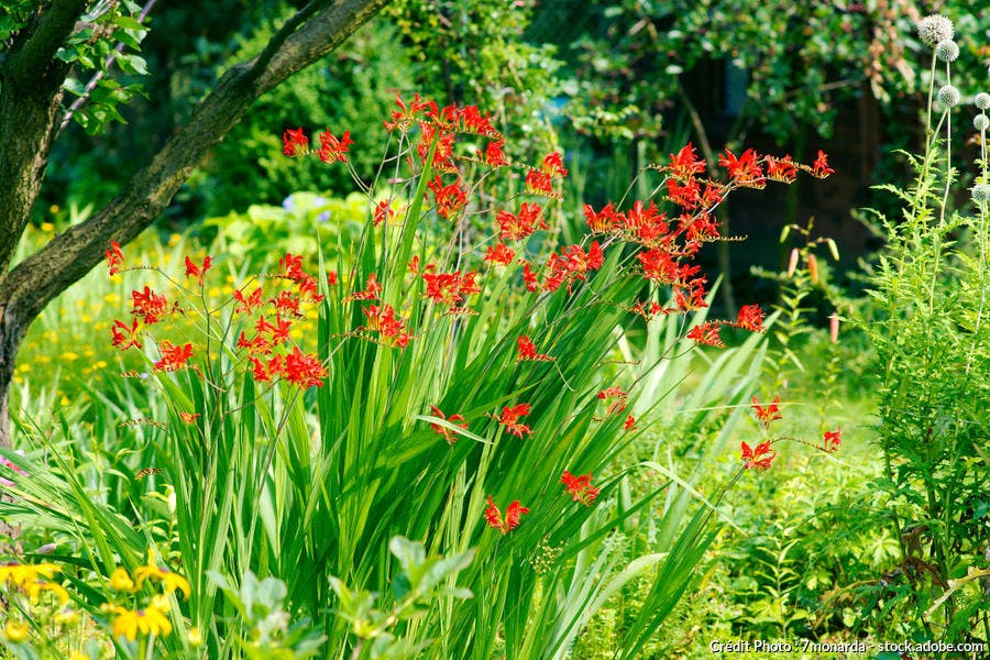 Crocosmia Plantation () Crocosmia Plantation
