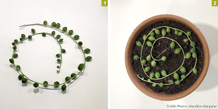 Plante Senecio Rowleyanus (Collier De Perles) - Succulente Retombante, Pot 20-30 Cm, Dépolluante - 11