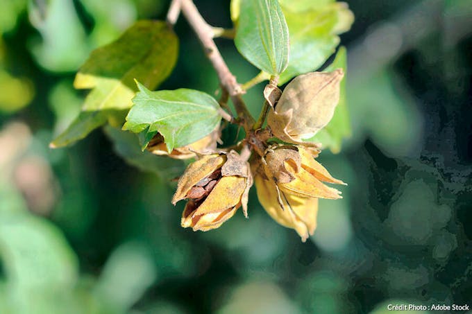 Fruits secs de l'Hibiscus syriacus