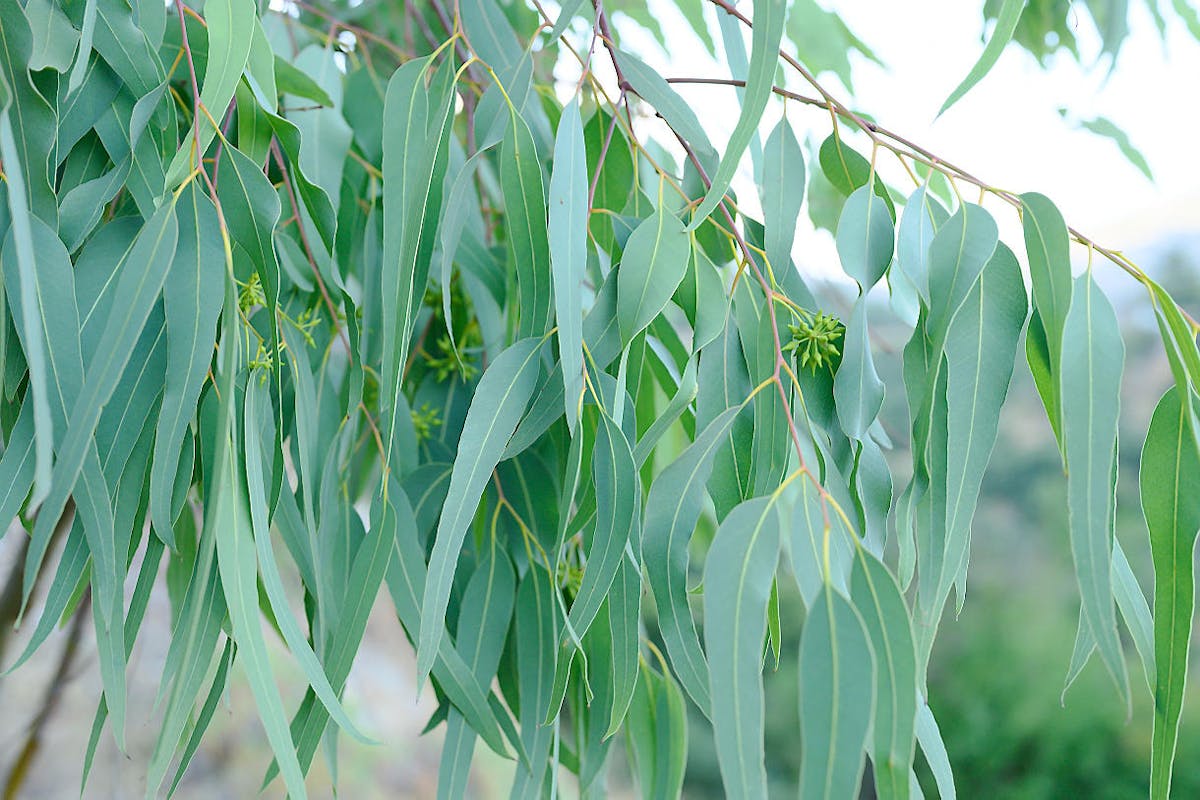Eucalyptus : bienfaits, sinusite, asthme, dangers