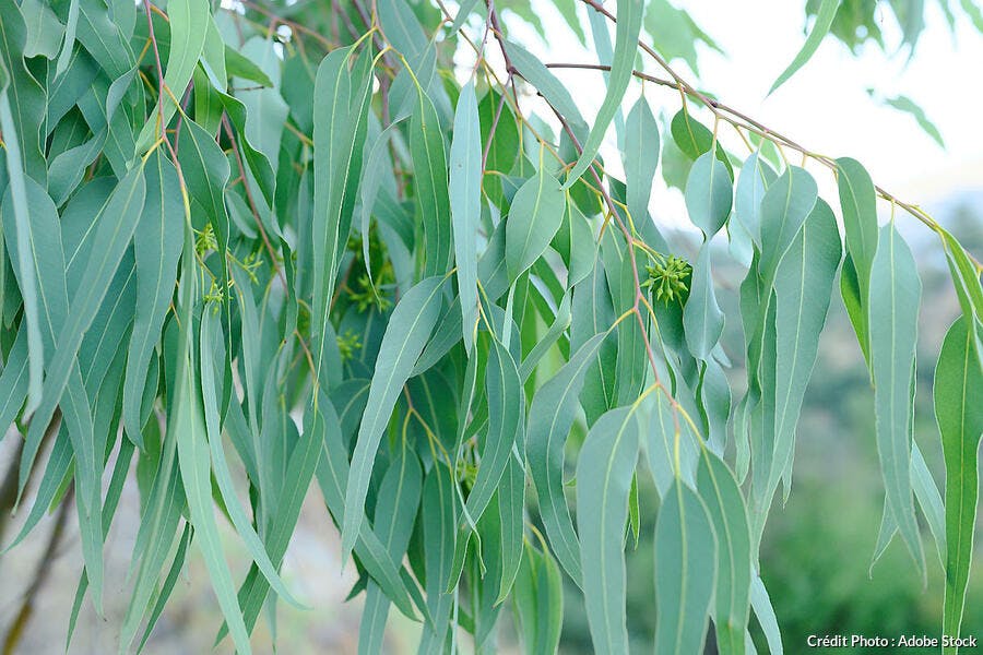 Feuilles non juvéniles d'eucalyptus