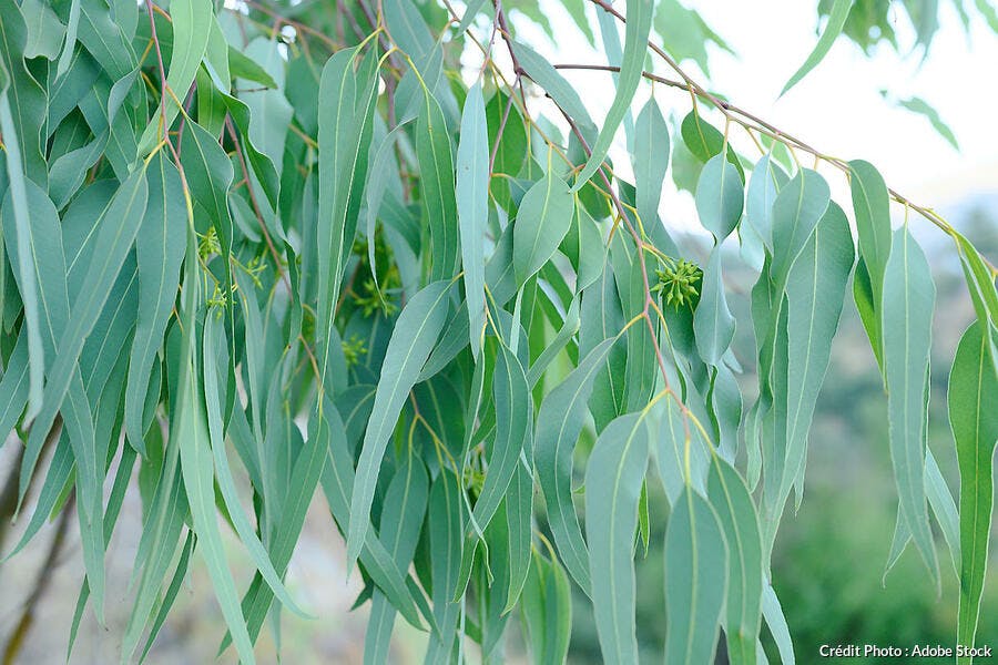 Eucalyptus : fiche de culture