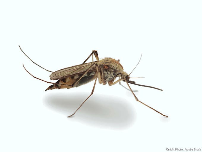 Gros plan du moustique commun ou Culex pipiens