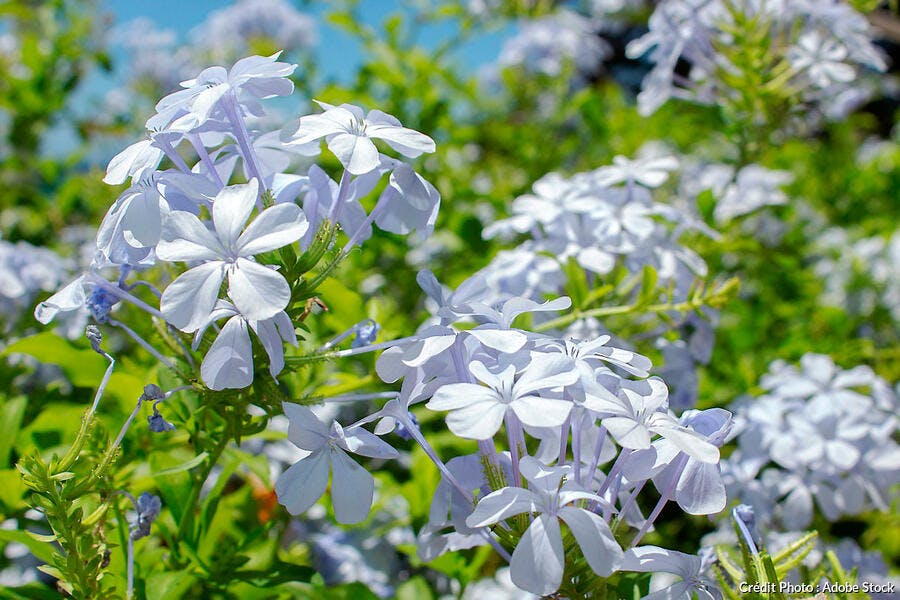 Fleurs du plumbago du Cap blanc