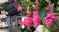 Medinilla magnifica : culture de cette plante tropicale aux fleurs roses