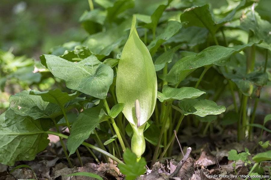 arum maculatum ou arum pied de veau