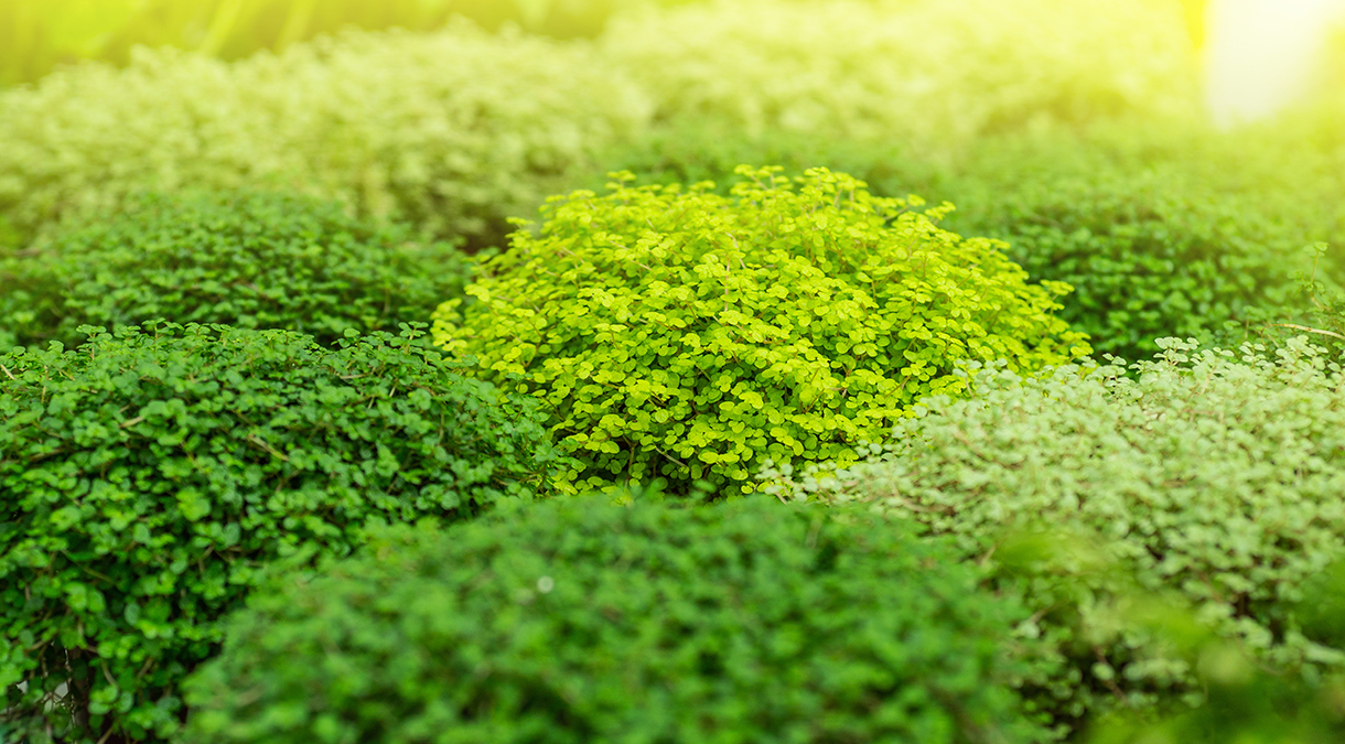 11 Magnifiques Couvre-sols Pour Votre Jardin | Trucs Pratiques