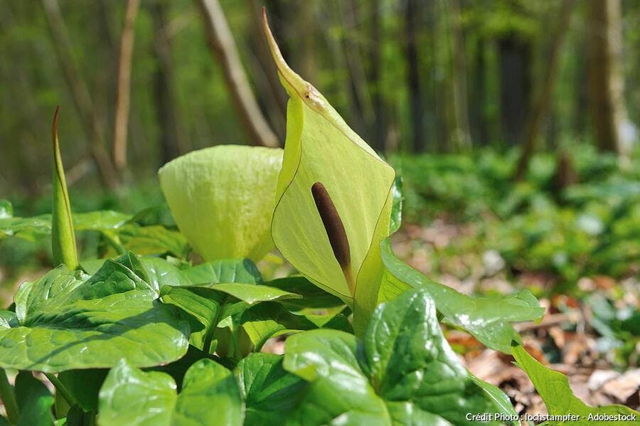 fleur d'arum maculatum