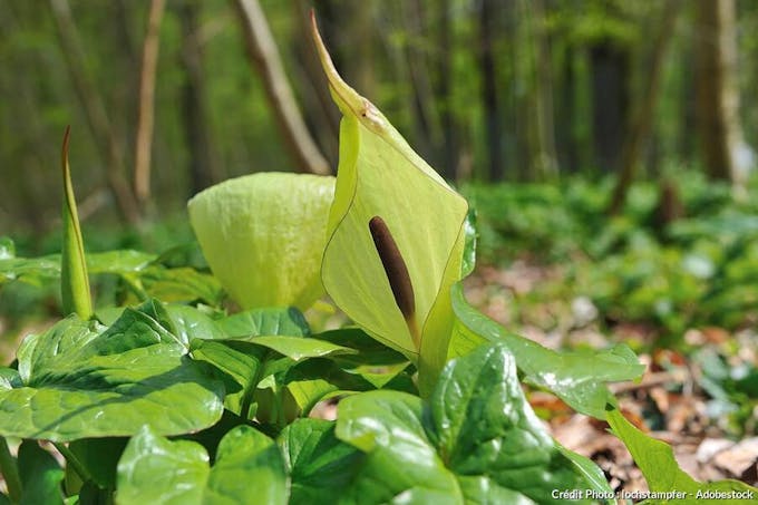 fleur d'arum maculatum