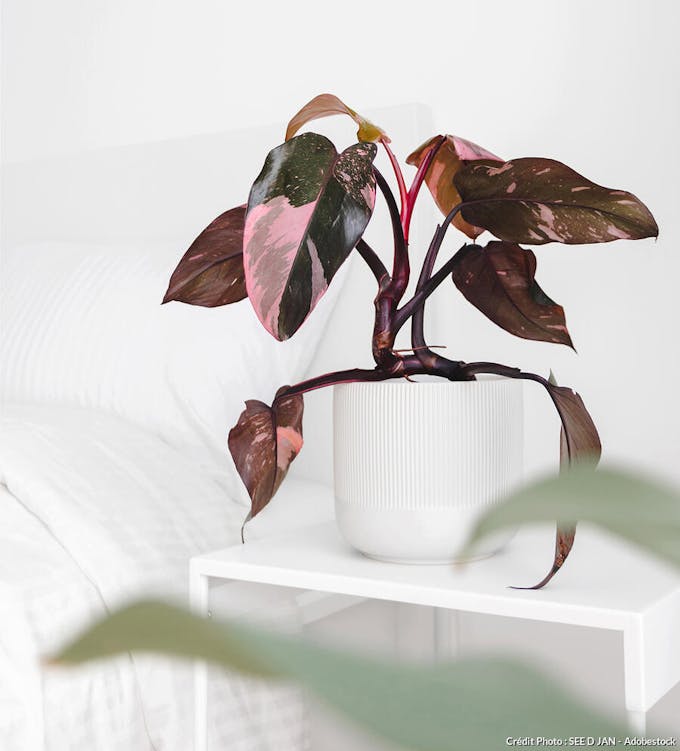 philodendron erubescens pink princess