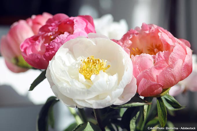 pivoine blanche chalice bouquet
