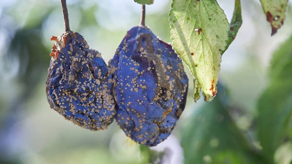 Moniliose des arbres fruitiers : comment la prévenir et la traiter ?