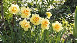 Planter des narcisses pour 4 mois de fleurs