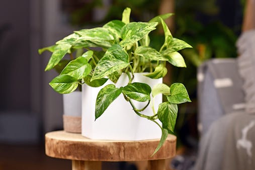 Plante verte d'intérieur : Fiches d'entretien facile