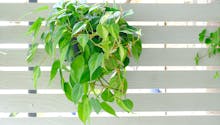 Le Philodendron : une plante d'intérieur luxuriante
