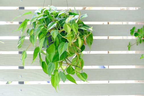 Plante d'intérieur : culture, entretien des plantes d'appartement