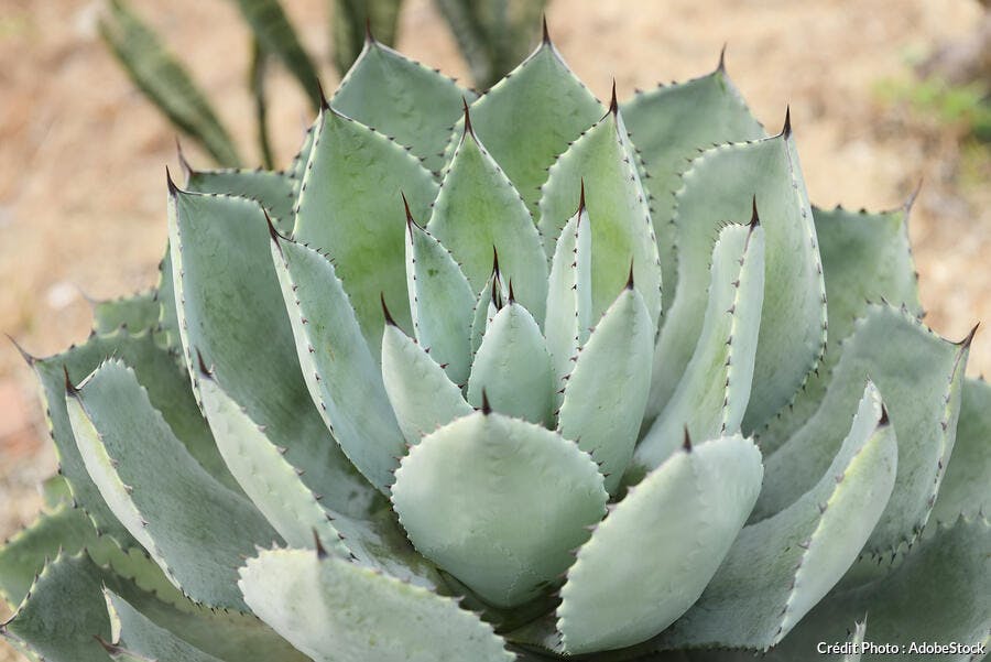 Agave victoria-reginae