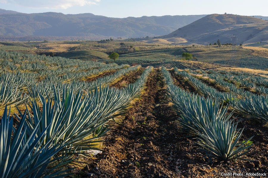 Champ d'agaves