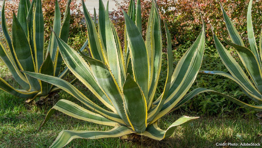 Agave americana Variegata