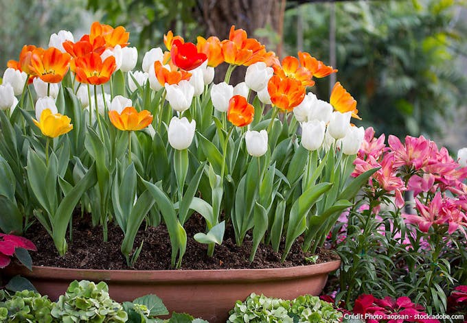 Tulipes blanches et orange