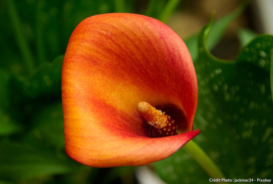 Arum de couleur