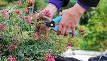 5 gestes pour entretenir ses jardinières en été