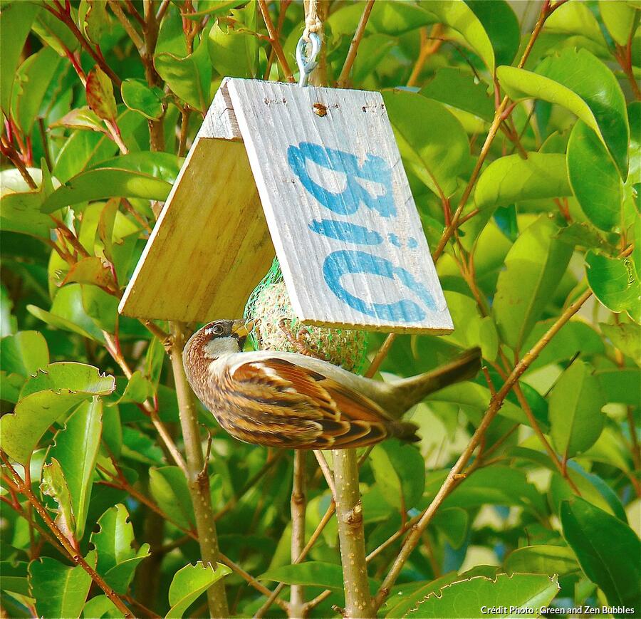 Mangeoire à Oiseaux, Avec Support En Bois, Résistante Aux Intempéries