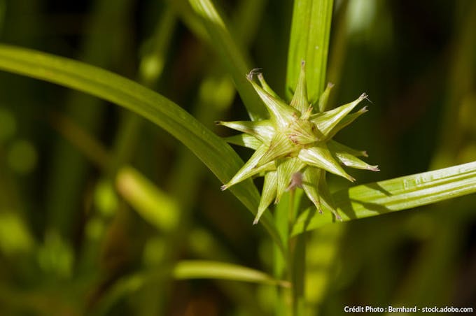 Carex divulsa fleur