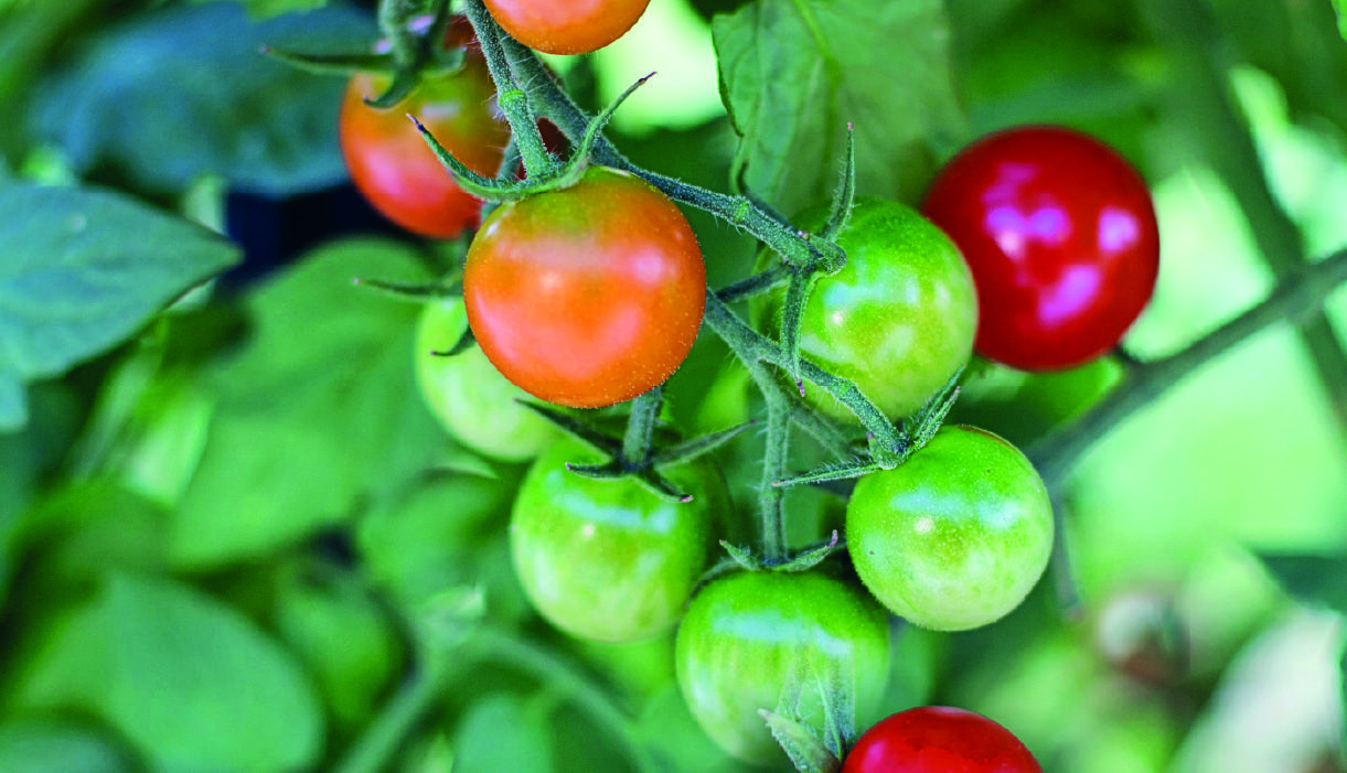 Faire mûrir les tomates vertes en 7 astuces ! Détente jardin