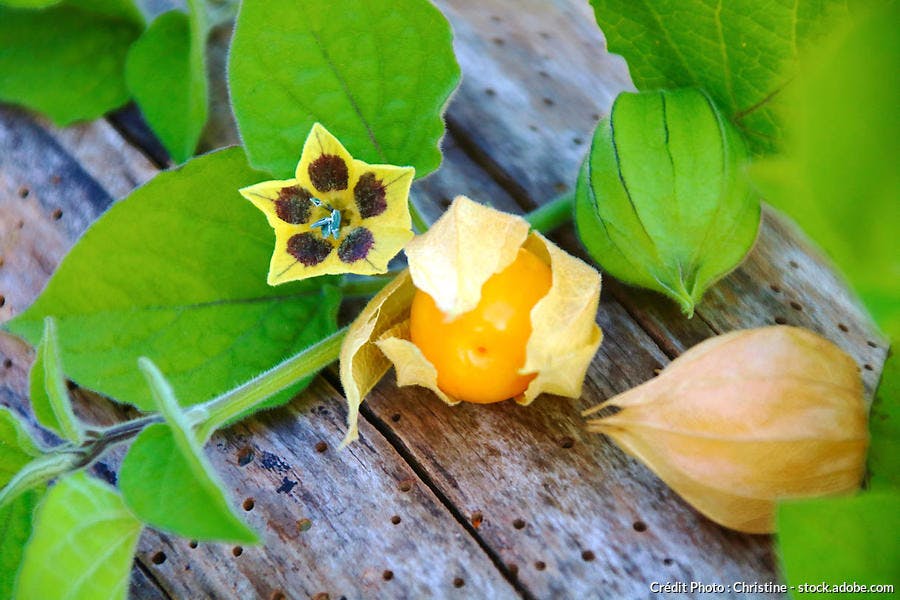 Physalis peruviana