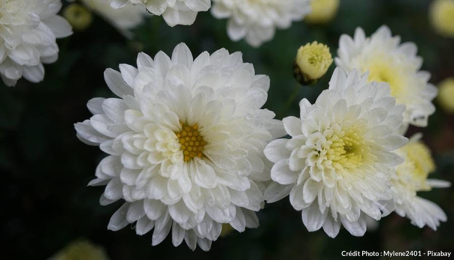 Chrysanthème blanc