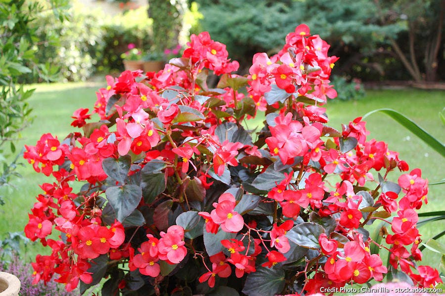Bégonia fleurs rouges