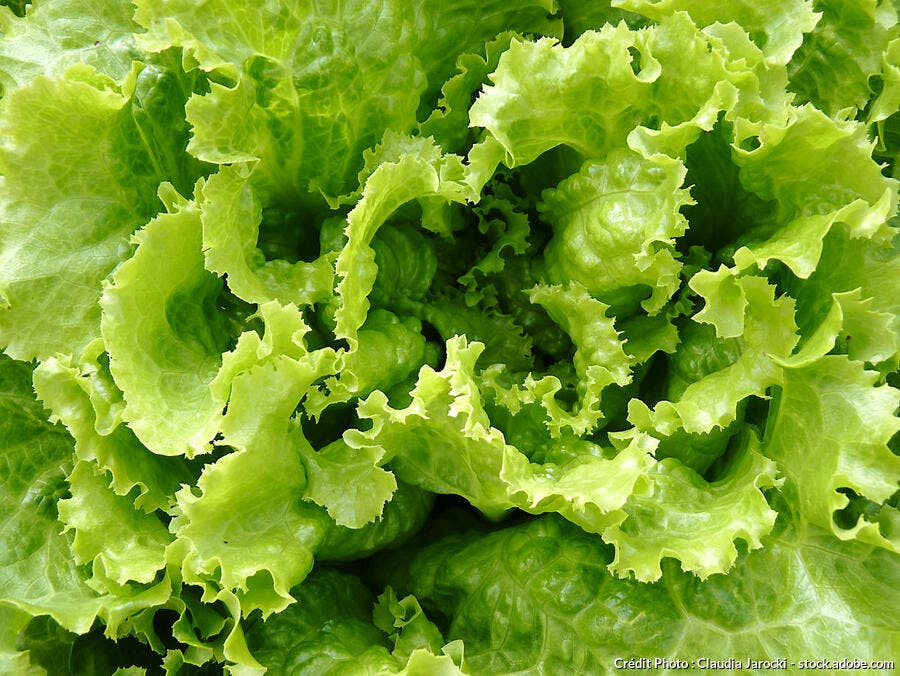 Scarole salade