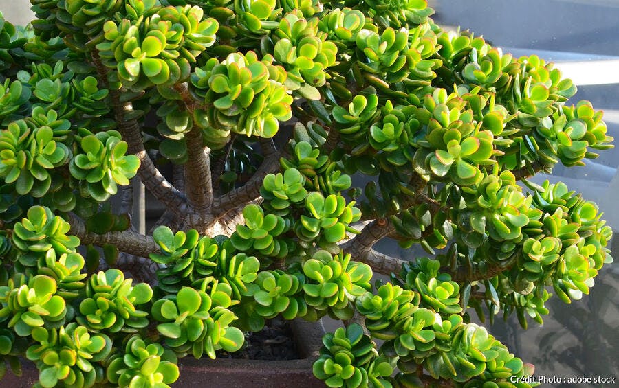 Comment Faire Pour Avoir Une Crassulas Avec De Gros Troncs
