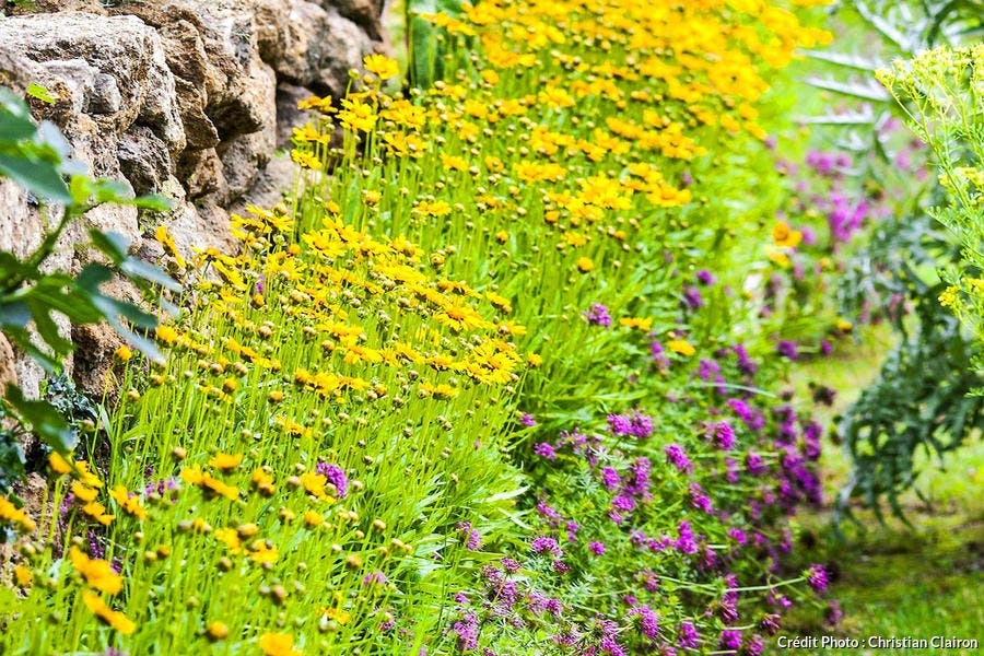 Jardin: des fleurs vite plantées, vite fleuries