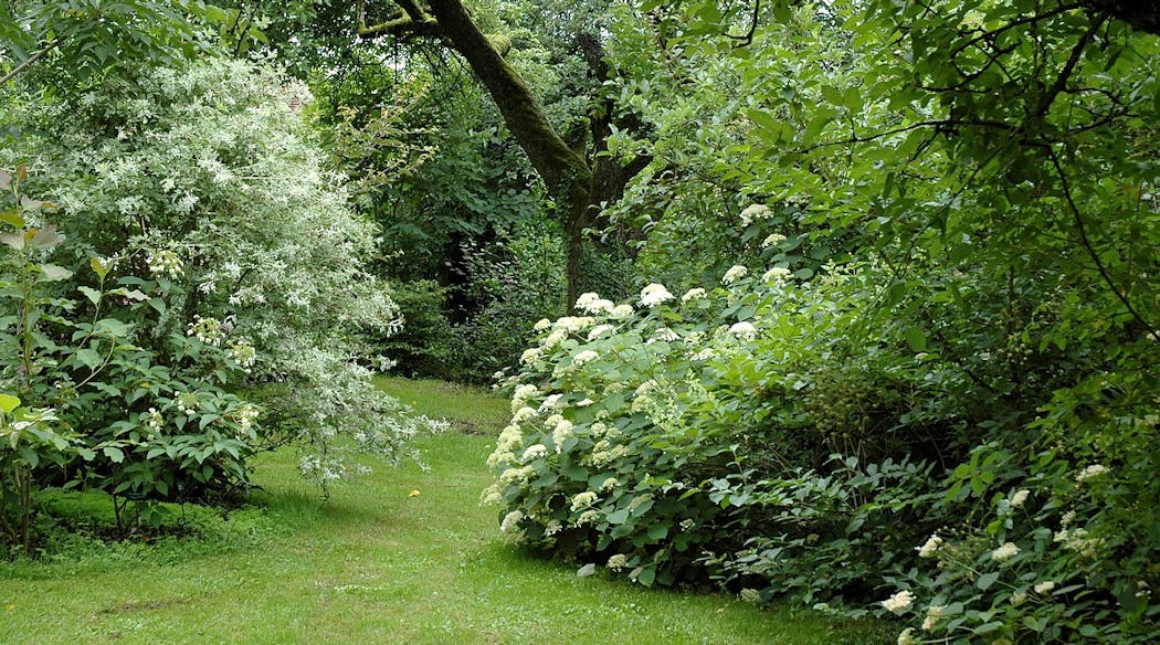 Jardin et Collection Annabelle dans le Jura