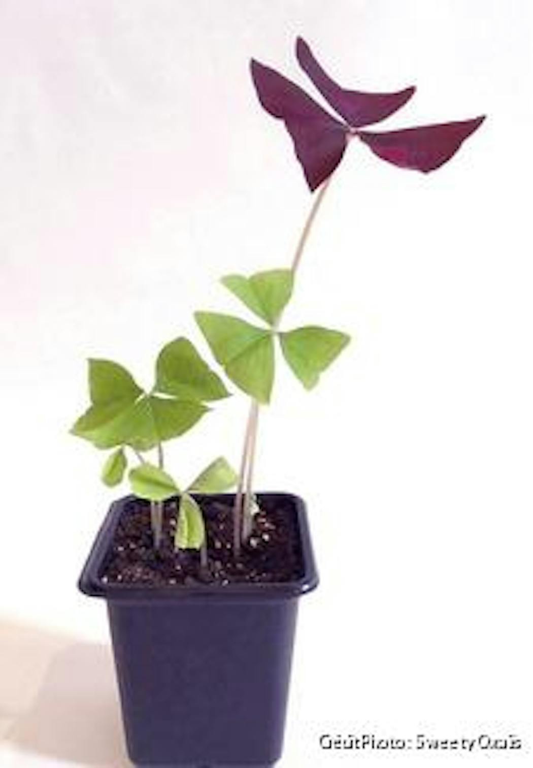 Oxalis triangularis shamrock pourpre rhizomes Petite oseille des bois,  trèfle faux couleur violet Plante d'intérieur fleurie
