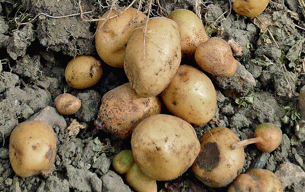 Les secrets de belles pommes de terre