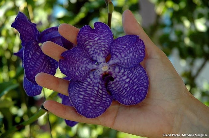 Orchidée Vanda violette