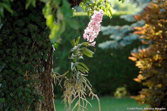 Orchidée Vanda blanche