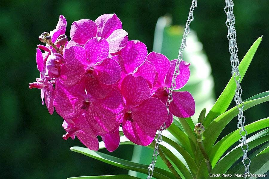 Orchidée Vanda rose
