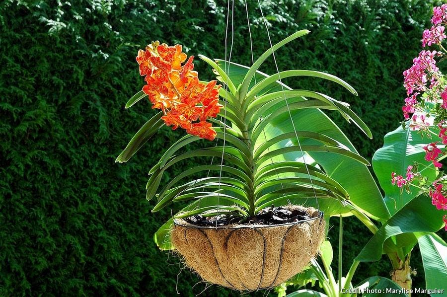 Orchidée Vanda en panier de coco