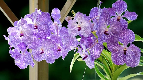 Orchidée vanda et ascocenda : 3 méthodes d’entretien et de culture