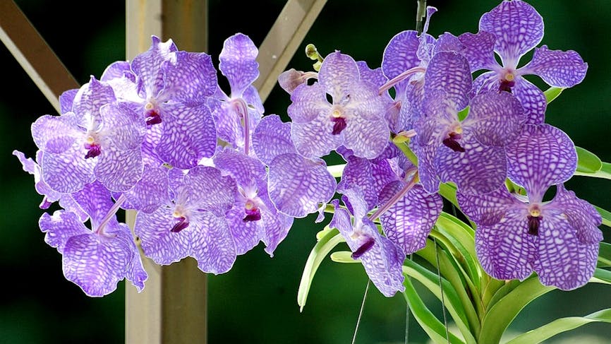 Orchidée vanda et ascocenda : 3 méthodes d’entretien et de culture